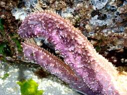 Image of ochre sea star