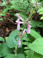 Stachys bullata Benth. resmi