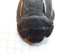 Image of Odontoscelinae
