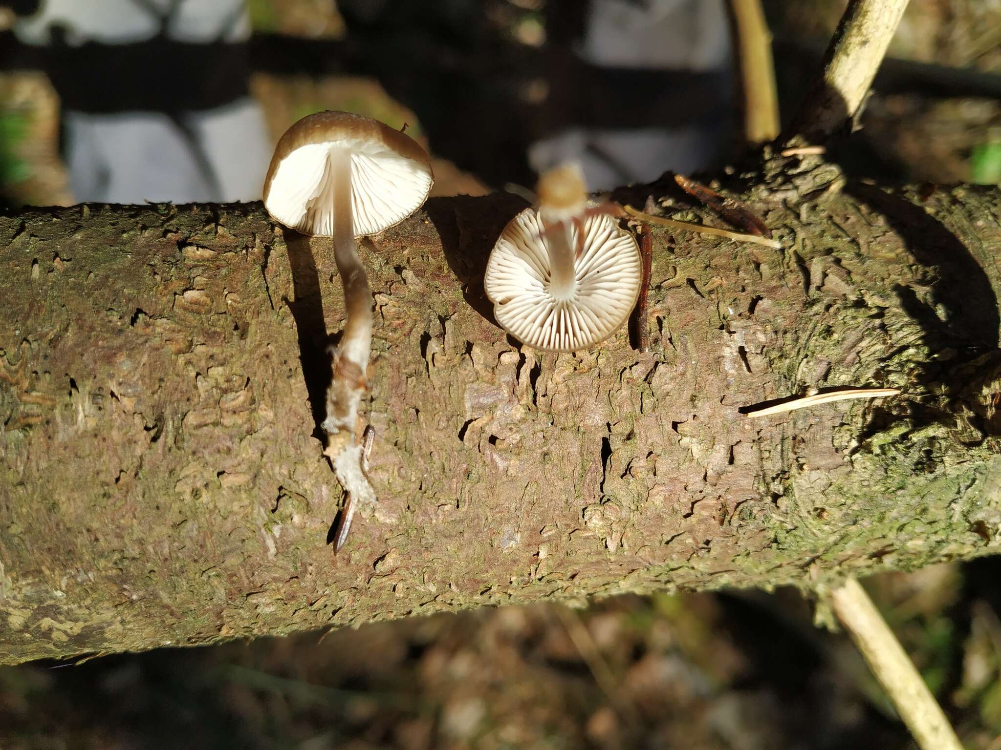 Sivun Mycena plumipes (Kalchbr.) P.-A. Moreau 2003 kuva