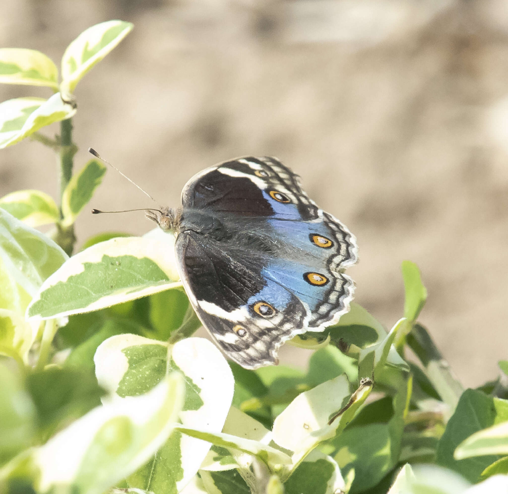 Image of Junonia orithya here Lang 1884