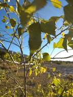 Image of Populus mexicana subsp. mexicana