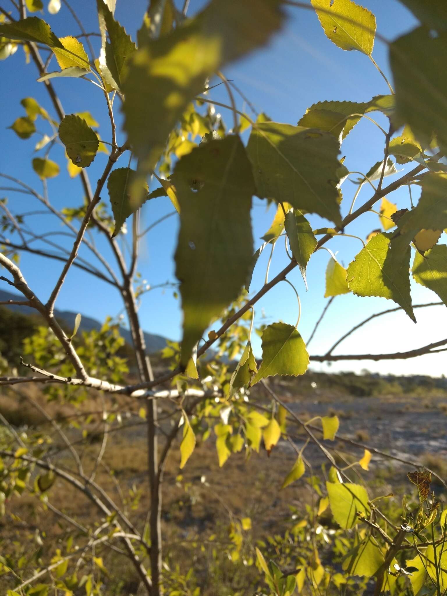 Image of Populus mexicana subsp. mexicana