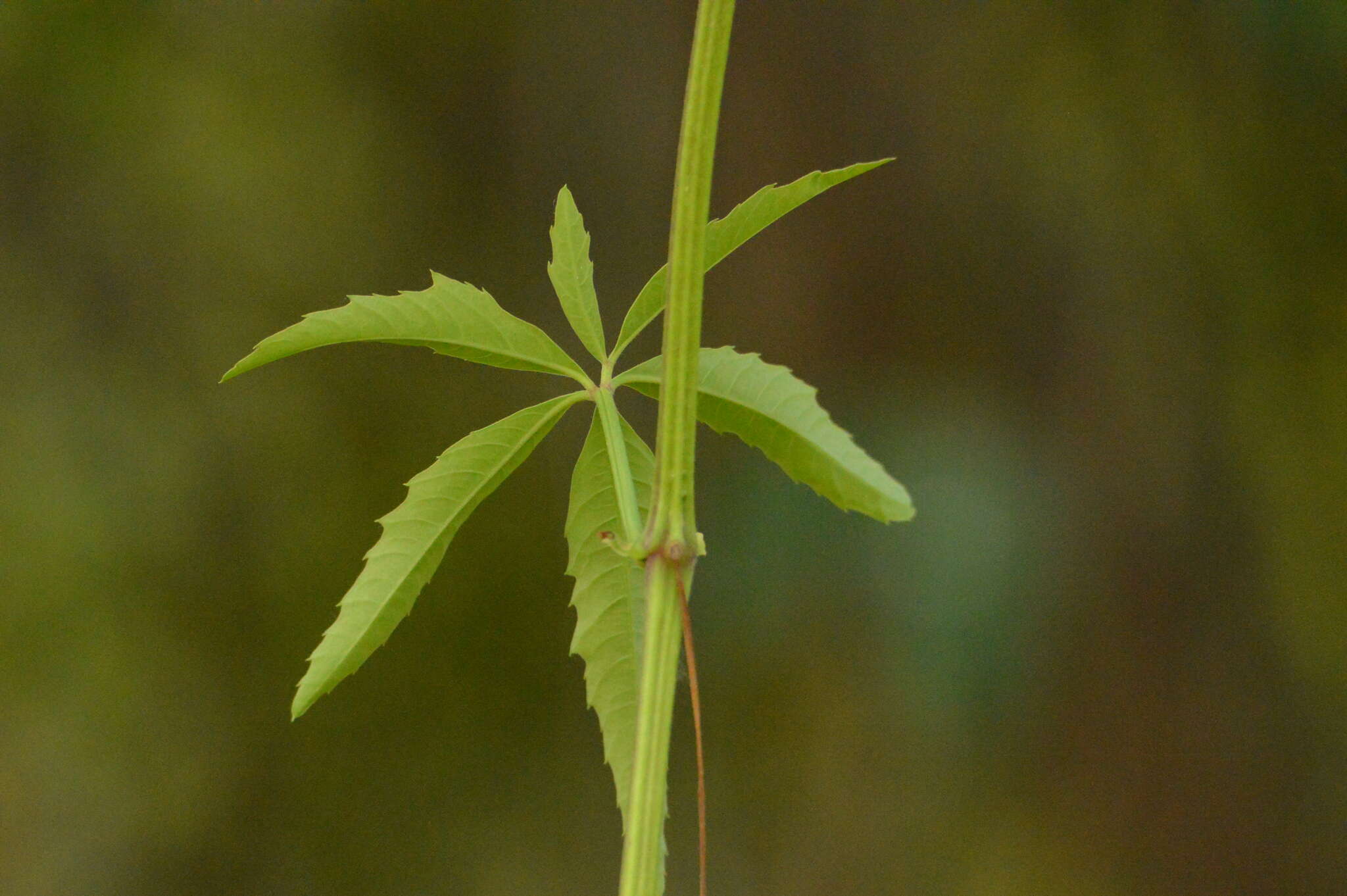 Image of Grape