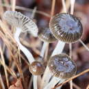 صورة Mycena helminthobasis Singer 1969