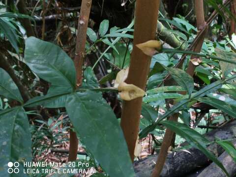 Image of Lepisanthes alata (Bl.) Leenh.