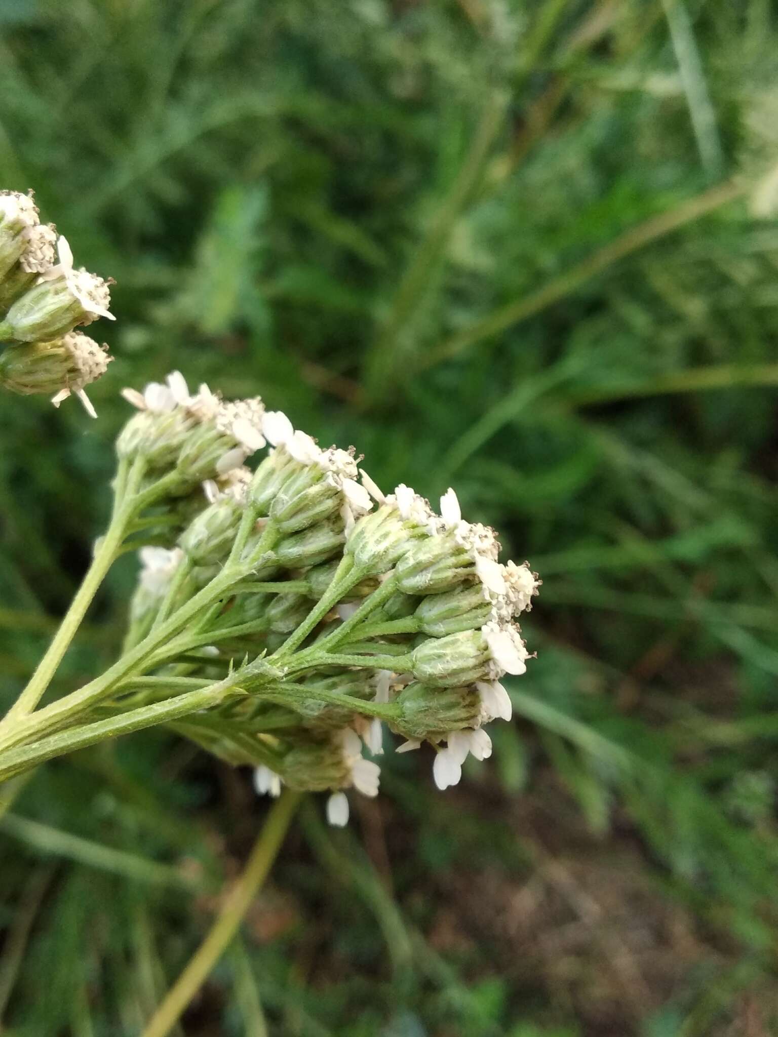 Image of Achillea inundata Kondrat.