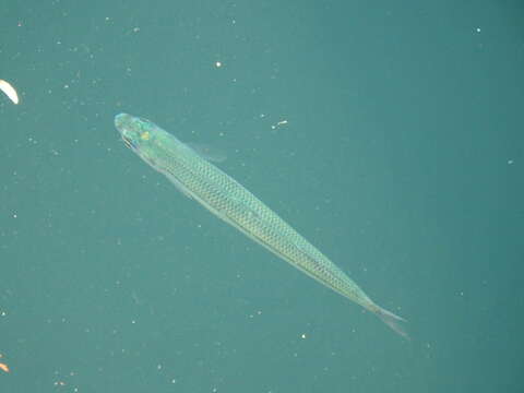 Image of Mediterranean sand smelt