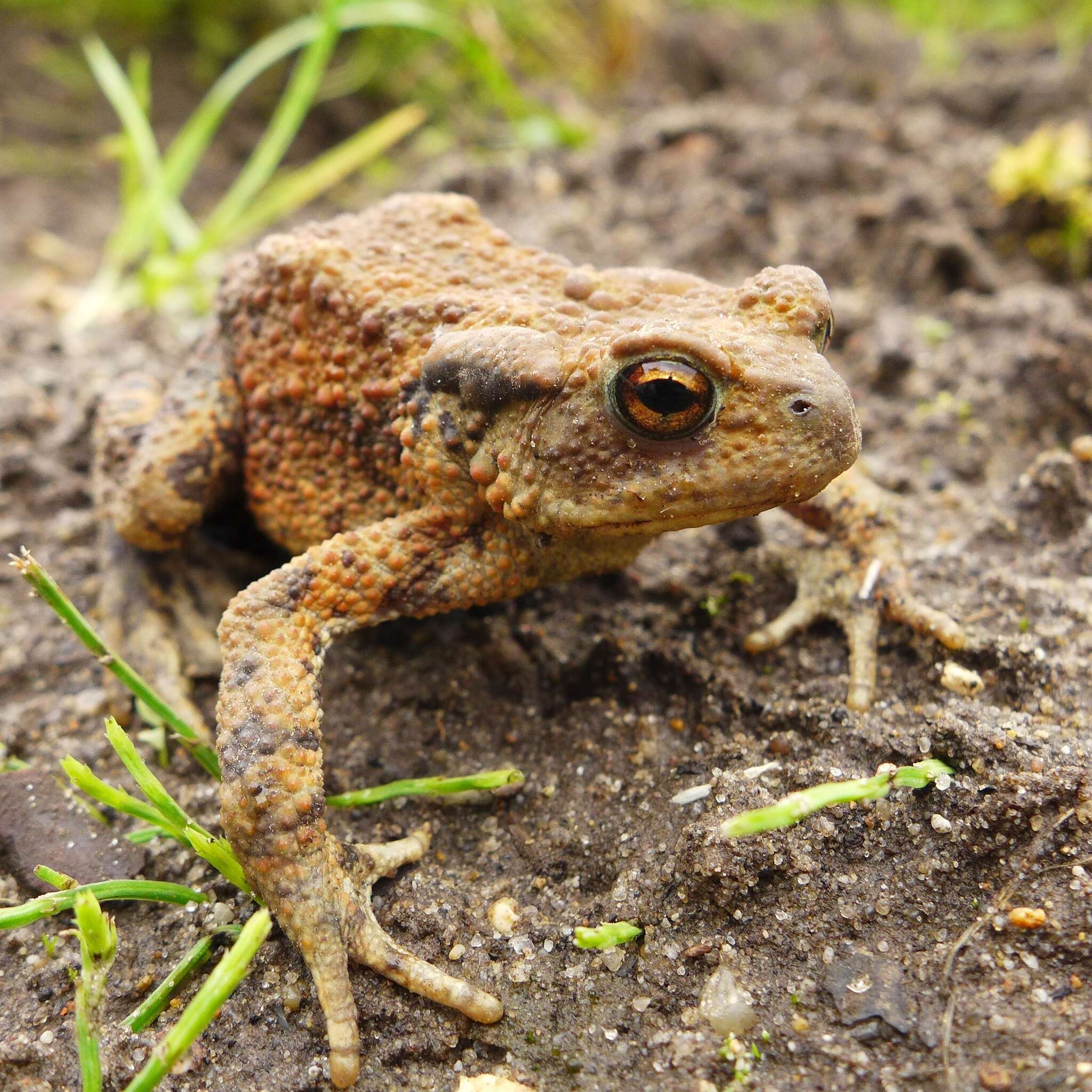 Image of Common Toad