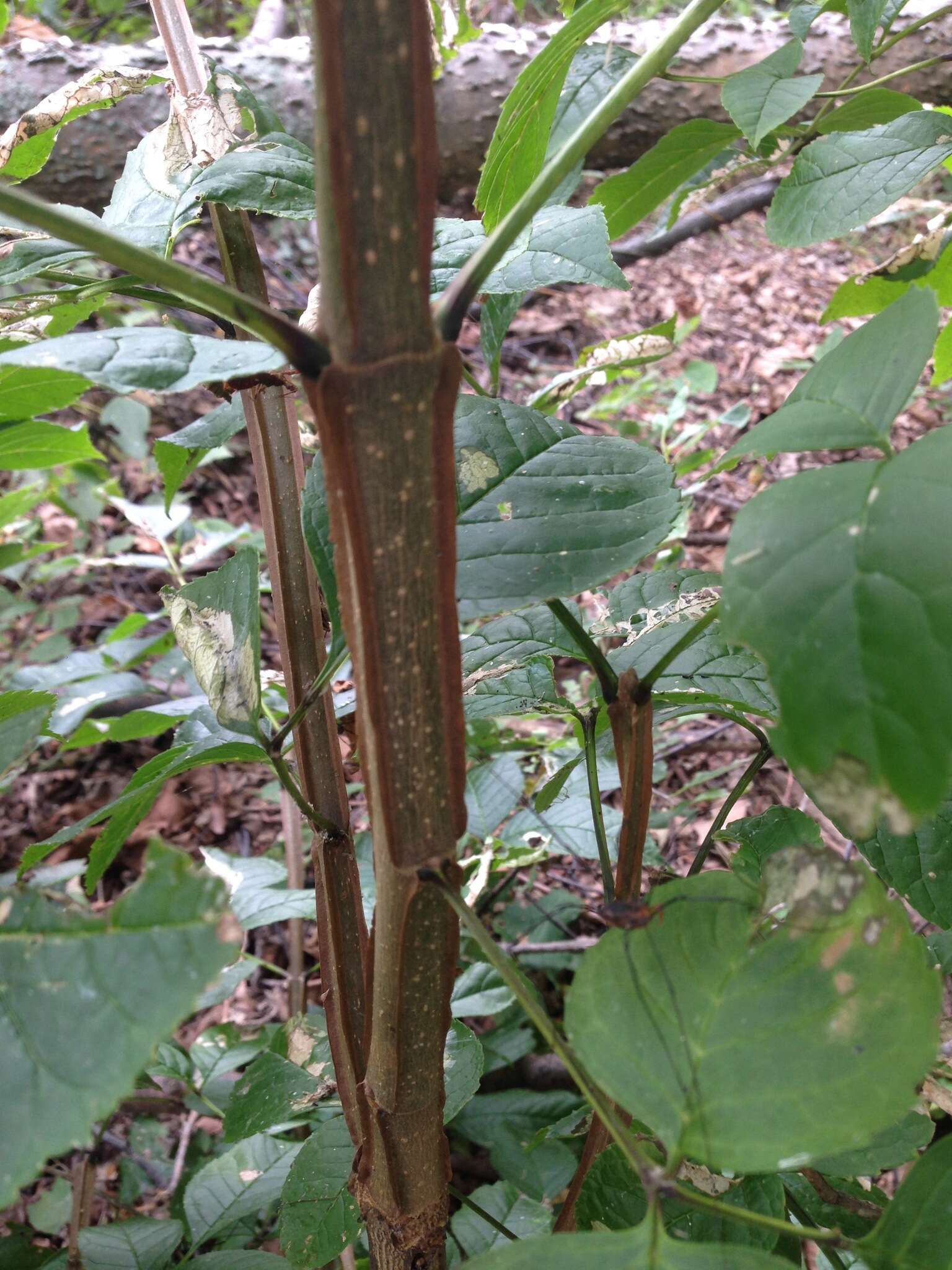 Image of blue ash