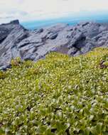 Salix berberifolia subsp. tschuktschorum (A. Skvorts.) Worosch.的圖片