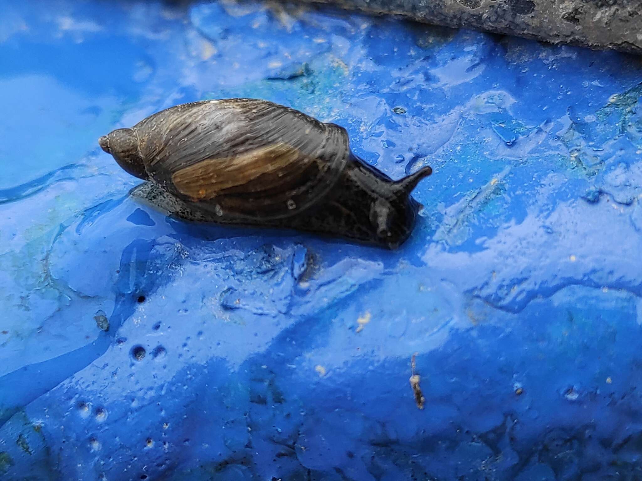 Image of pfeifers amber snail