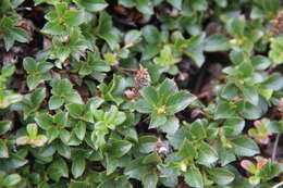 Salix berberifolia subsp. tschuktschorum (A. Skvorts.) Worosch.的圖片