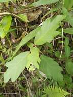 Image of oakleaf fig