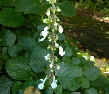 صورة Plectranthus madagascariensis (Pers.) Benth.