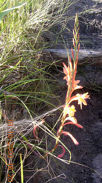 Слика од Watsonia fourcadei J. W. Mathews & L. Bolus