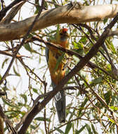 Image of Platycercus elegans subadelaidae Mathews 1912