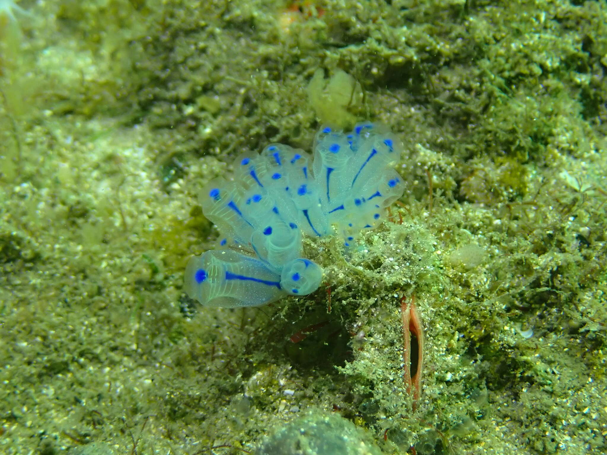 Image of Clavelina australis (Herdman 1899)