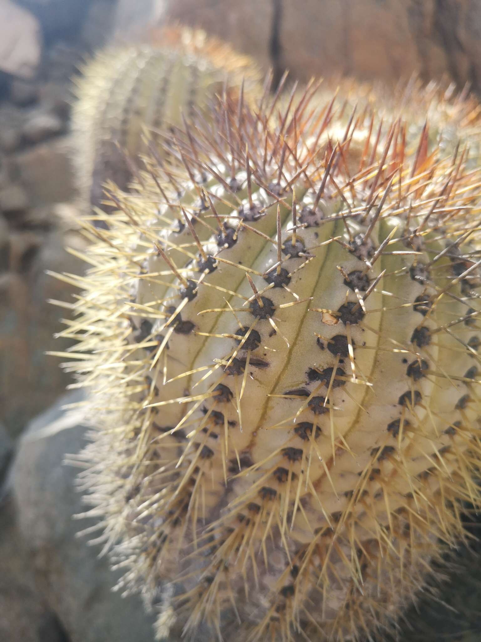 Image of Copiapoa longistaminea F. Ritter