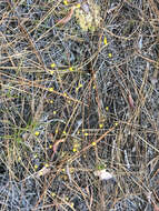 Image of Zigzag bladderwort