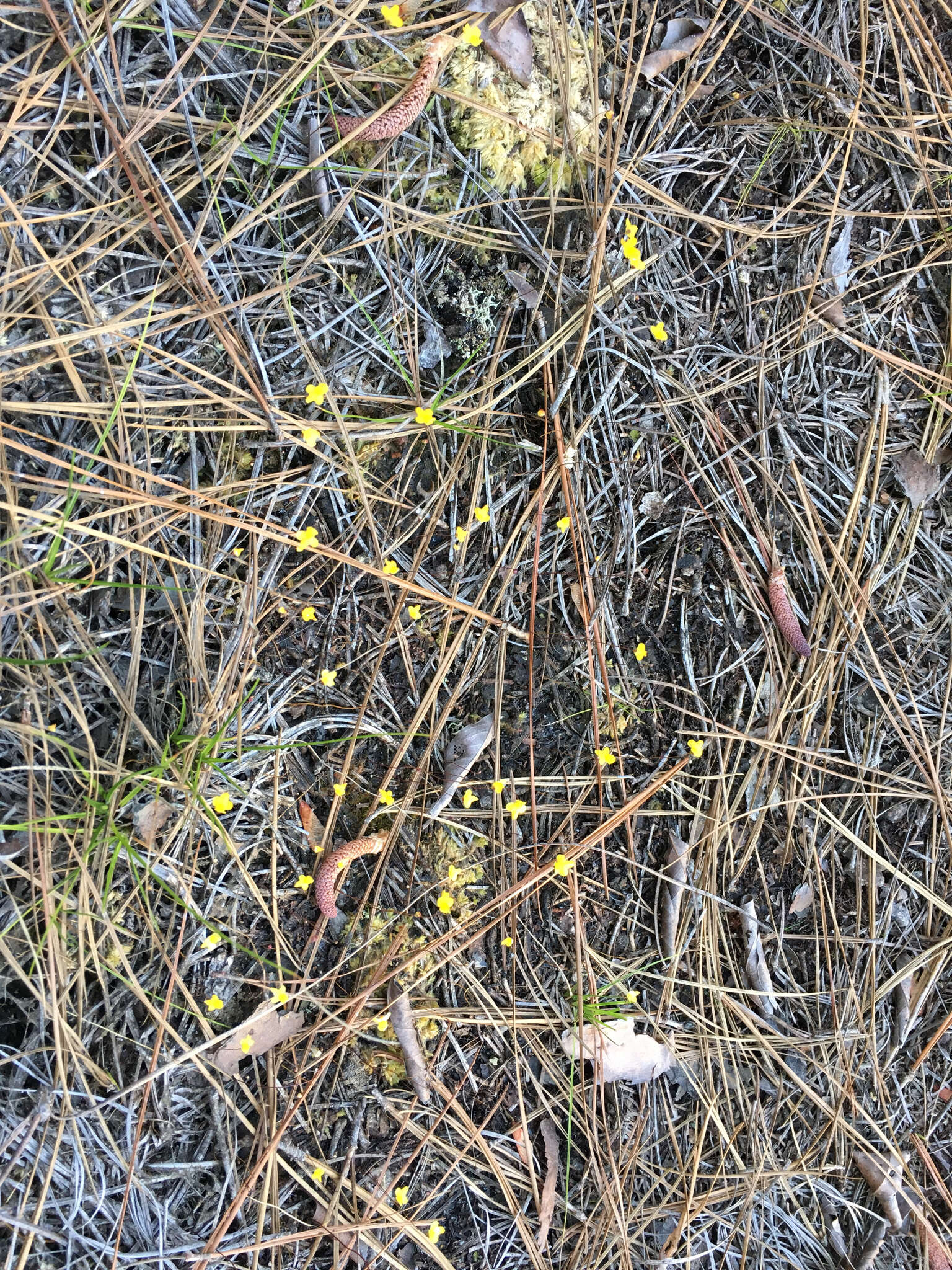 Image of Zigzag bladderwort