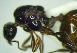 Image of Aphaenogaster subterraneoides Emery 1881