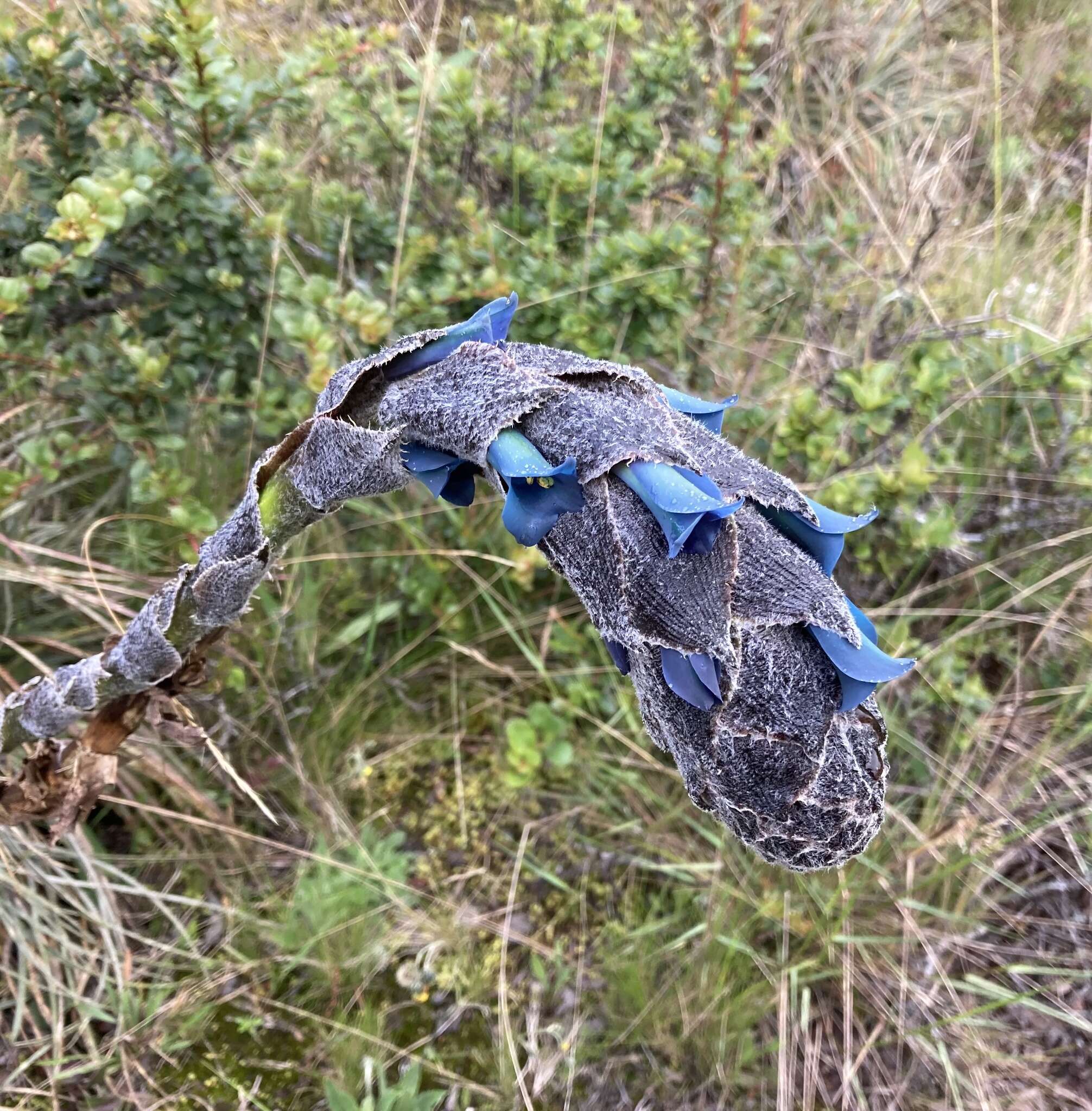 Image of Puya lineata Mez