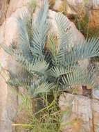 Image of Karoo cycad