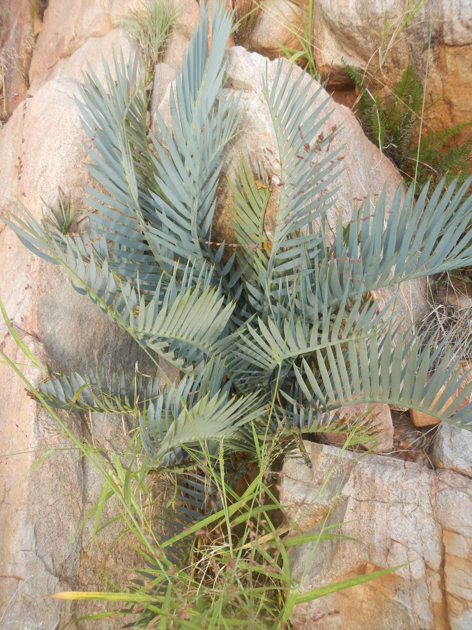 Image de Encephalartos lehmannii Lehm.