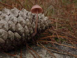 Image of Mycena seynii Quél. 1877