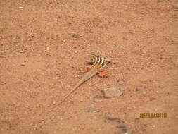 Image of Bushveld Lizard