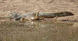 Image of West African crocodile