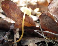 Image of Strobilurus tenacellus (Pers.) Singer 1962