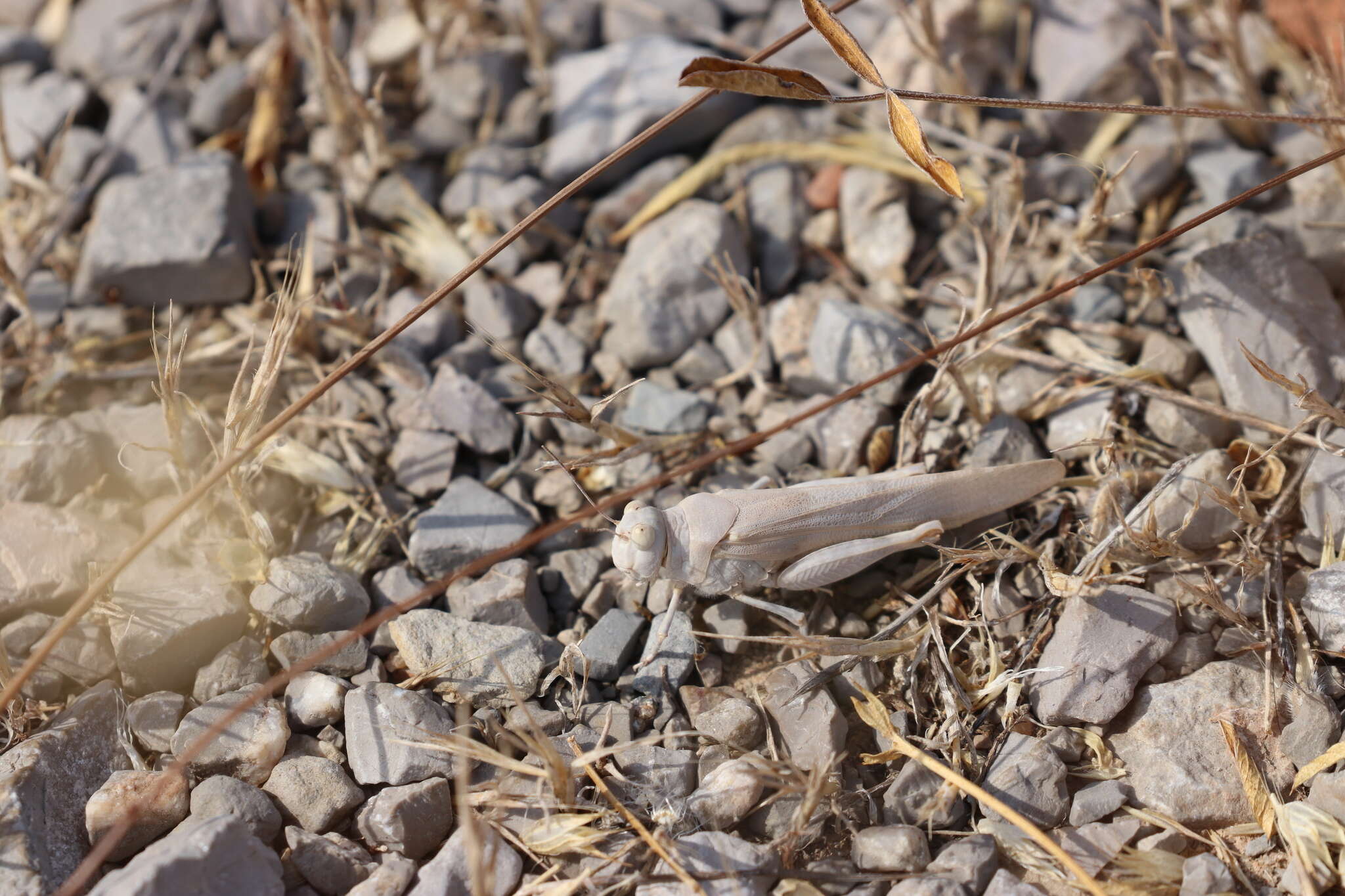 Imagem de Sphingonotus (Sphingonotus) caerulans (Linnaeus 1767)