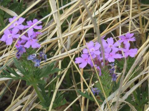 Image of Davis Mountain mock vervain