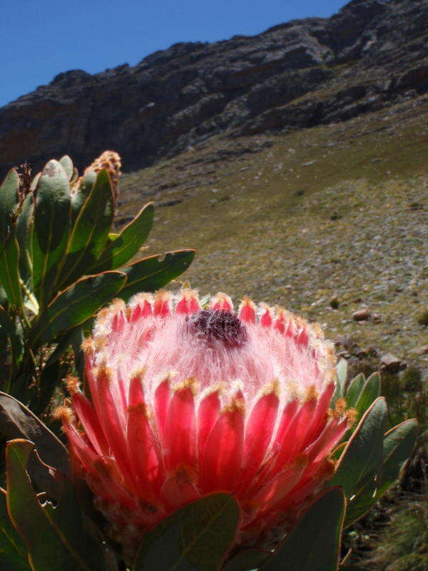 Слика од Protea magnifica Andr.