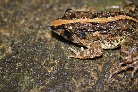 Image of Asian Grass Frog