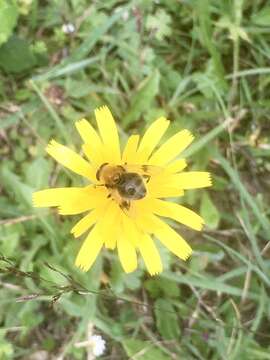 Image of Sericomyia superbiens (Muller 1776)