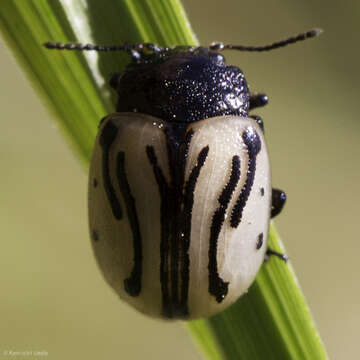 Image of Calligrapha (Calligrapha) sigmoidea (J. L. Le Conte 1859)