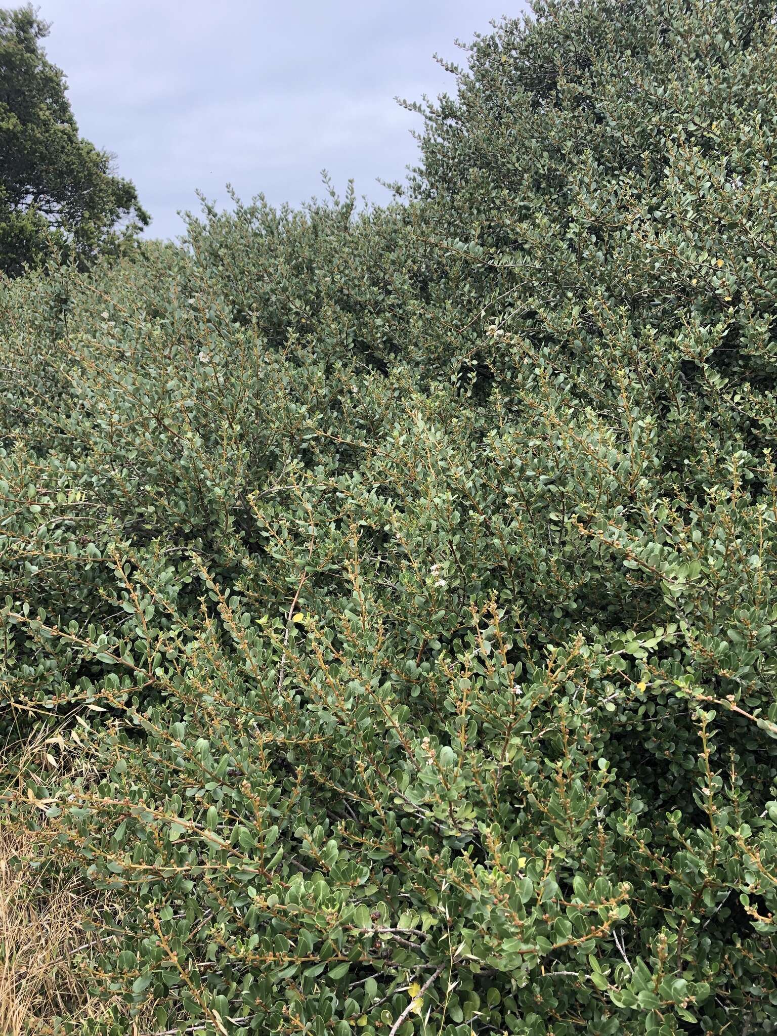 Image of island ceanothus