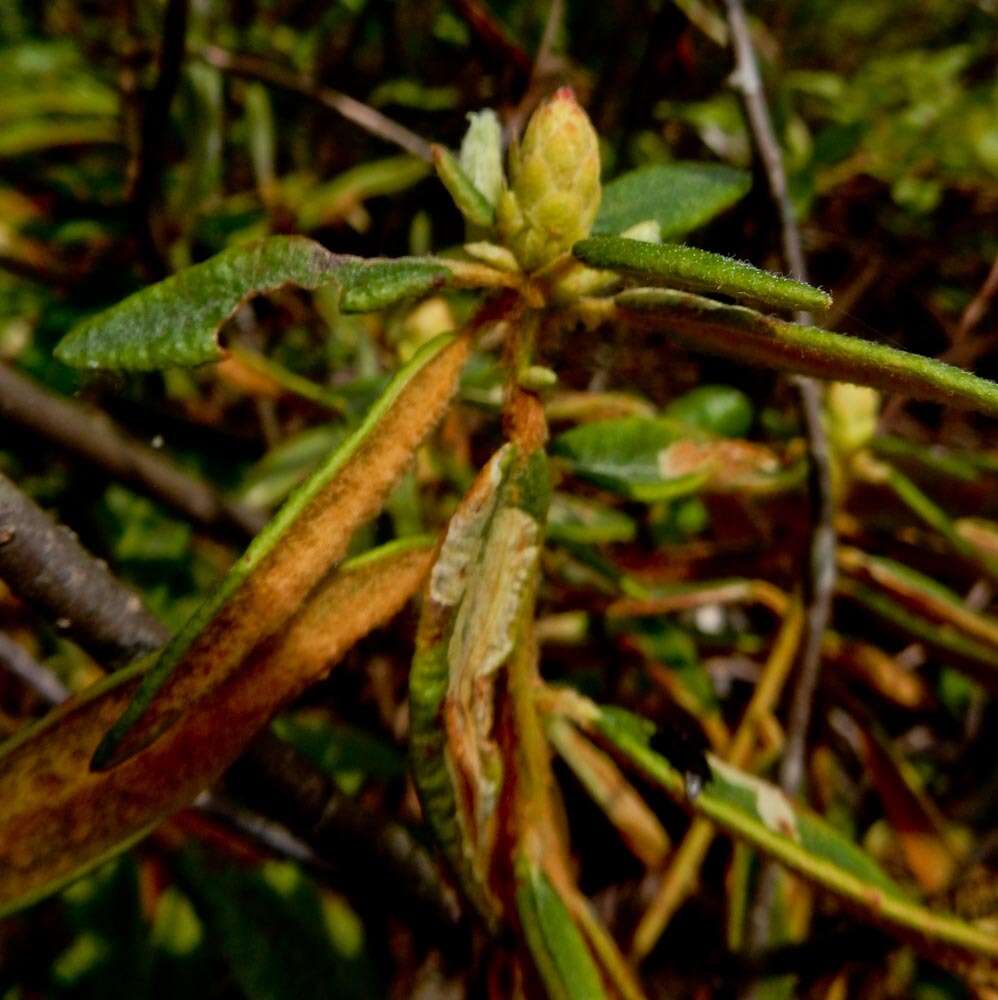 Image of Rusty Labrador-Tea