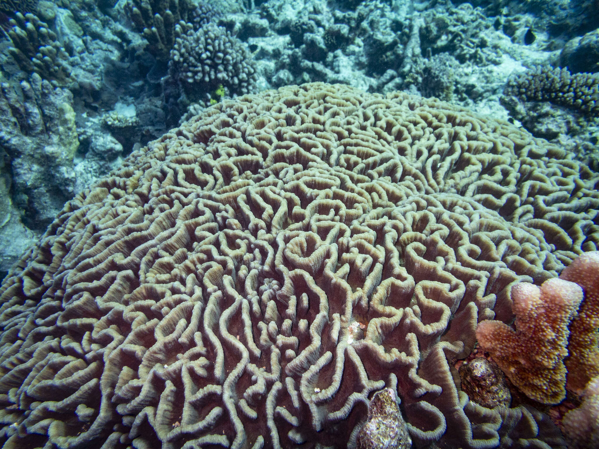 Image of Common lettuce coral