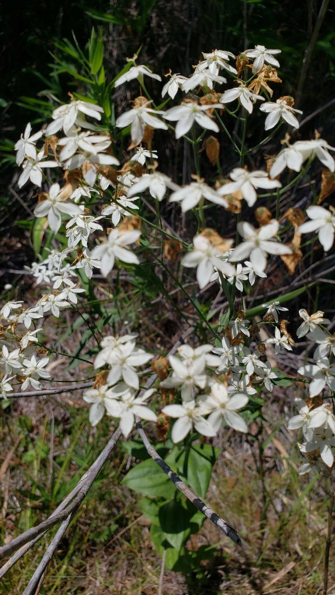 <i>Sabatia <i>macrophylla</i></i> var. macrophylla resmi