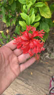 Image of fringed rosemallow