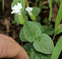 Image of Thunbergia amoena C. B. Cl.