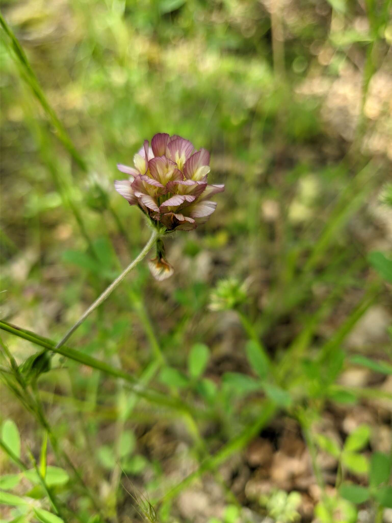 Imagem de Trifolium grandiflorum Schreb.