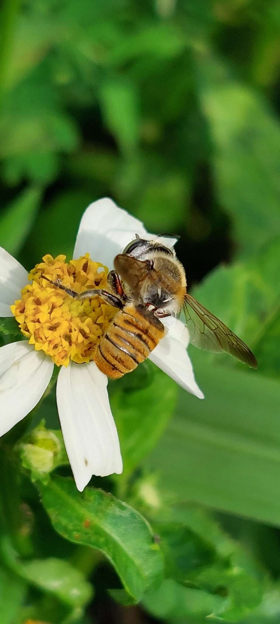 Imagem de Megachile takaoensis Cockerell 1911