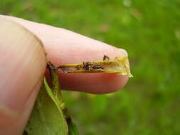 Image of Coprosma shoot borer moth