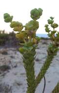 Image of sea spurge