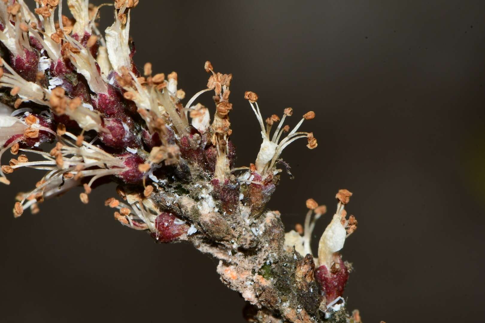 Image of clusterspike false indigo